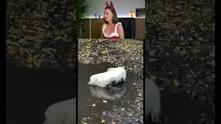 Try Not Laugh Challenge 6 🤣