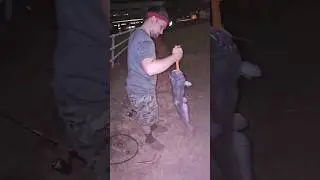 Blue Catfish #catfishsumo #catfishing #fishing #subscribe