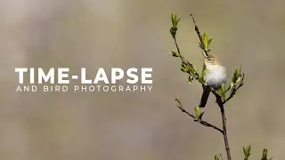 Bird, Time-lapse and Summer Vibe | Bird and Time-lapse Photography | Hardanger