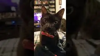 Cat Watches Human Eat Cheese And Then Pretends To Eat Cheese, Too!