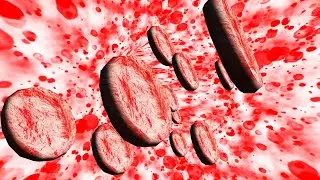 Red Blood cell flow animation through a vessel in Maya 2023 with nParticle by Photoshop-After Effect