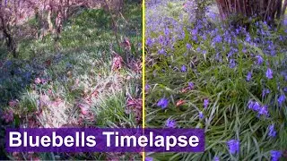 Woodland Bluebells Timelapse. 45 Days