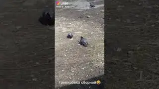 Тренировка сборной по футболу
