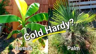 Cold Hardy Windmill Palm tree and Musa Basjoo Banana tree!