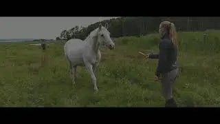 A Flock of Horses