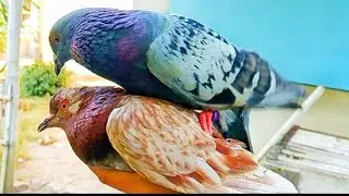 main klepekan burung dara bareng bocil #burungdara #burungmerpati