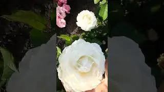 Роза Принцесса Миюки - Питомник Гарант