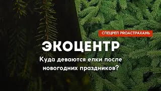 СПЕЦРЕП: Куда деваются елки после новогодних праздников?