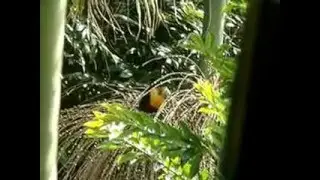 Tucano comendo Jussara/Toucan eating Jussara.