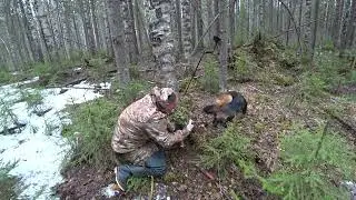 Я землю рыл рогами