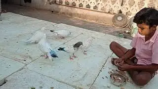 kabootar ko trening keche de