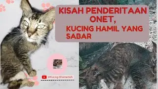 KUCING HAMIL, BERTAHAN HIDUP DEMI JANINNYA @kucing Ghomameh