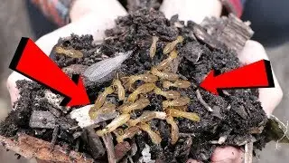 what they DON'T tell you about WOOD CHIPS...