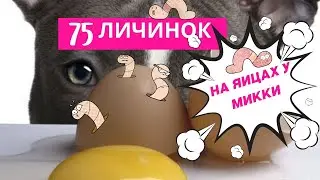 Стальные яица Микки.Удаление личинок. Ветклиника в Гамбии.