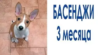 Басенджи и шарик.