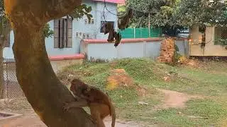 BiBi monkey plays friendly with Mom & Dad   Detective BiBi helps dad take care of Baby Monkey