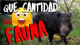Toda esta fauna en muy poco tiempo !!! - Fototrampeo 2K