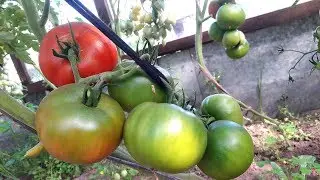 Tomato Jurmala. Legendary variety from the USSR!