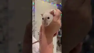 Поймали беглеца😂 #немецкаяовчарка #собака #рыжийкот #топ #крысадамбо