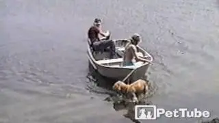 Lab Saves the Sinking Boat - PetTube