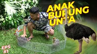 #EPS01