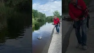 Огромный карась на мормышинг #shorts
