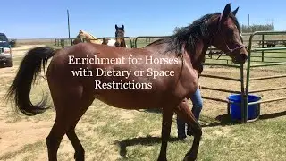 Enrichment for Horses with Dietary or Space Restrictions