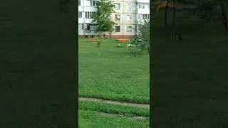 Сорока во дворе