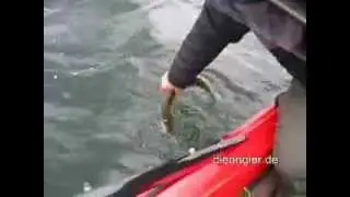 HECHTATTACKE beim Barschangeln!!