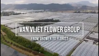 Van VLIET Flower Group - from grower to florist