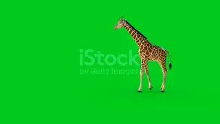 giraffe walking green screen Remake