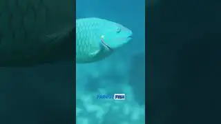 You should expect these ANIMALS when in the FL Keys!