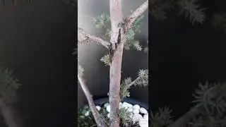Ниваки из можжевельника