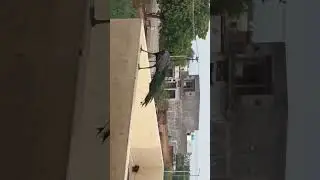 Indian Peacock sounds better than chahta Fateh Ali Khan - koyal boli duniya doli