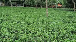 असम में चाय की फैक्ट्री में चाय कैसे बनती हैTea factory in assam