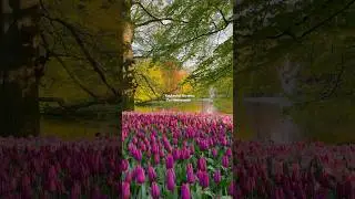 A bucketlist place this spring! 🌷🌸