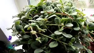 ЭПИСЦИЯ ГВОЗДИКОЦВЕТКОВАЯ  Как я ухаживаю за растением