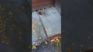 Бетонная дорожка своими руками 5