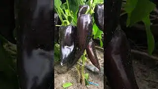 Перец «Венгерский черный»сладкий,ранний,урожайный!