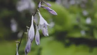 canon 70d cinematic test