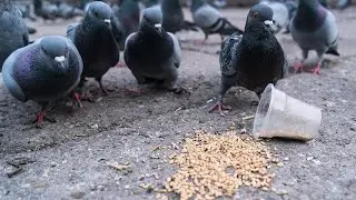 🕊️ 1 Hour of Relaxing Pigeon Eye Soothing Footage | Calming Nature Sounds 🌿✨