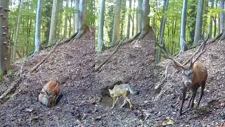 Bahnisko Volovské vrchy. Vlci, jelene. 