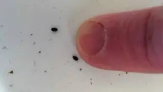 Harvesting Basil Seeds