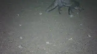 Red fox eating fruit