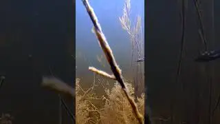 На это можно смотреть бесконечно!
