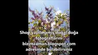 En Güzel Ağaç Fotoğrafları