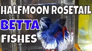 Royal Blue Majesty Stunning Halfmoon Rosetail Betta Fish in Aquarium
