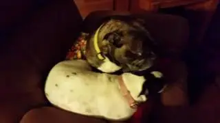 Tara from St Louis keeping Max and Beanie awake