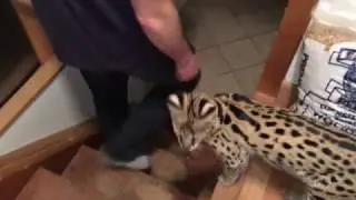 Smart Serval Finds Toy