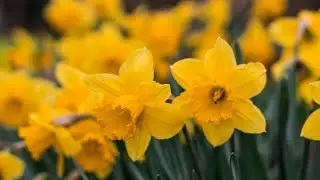 Daffodils Flowers | Beautiful Flowers Collection | Daffodils Blooming | 4K Ultra HD Video